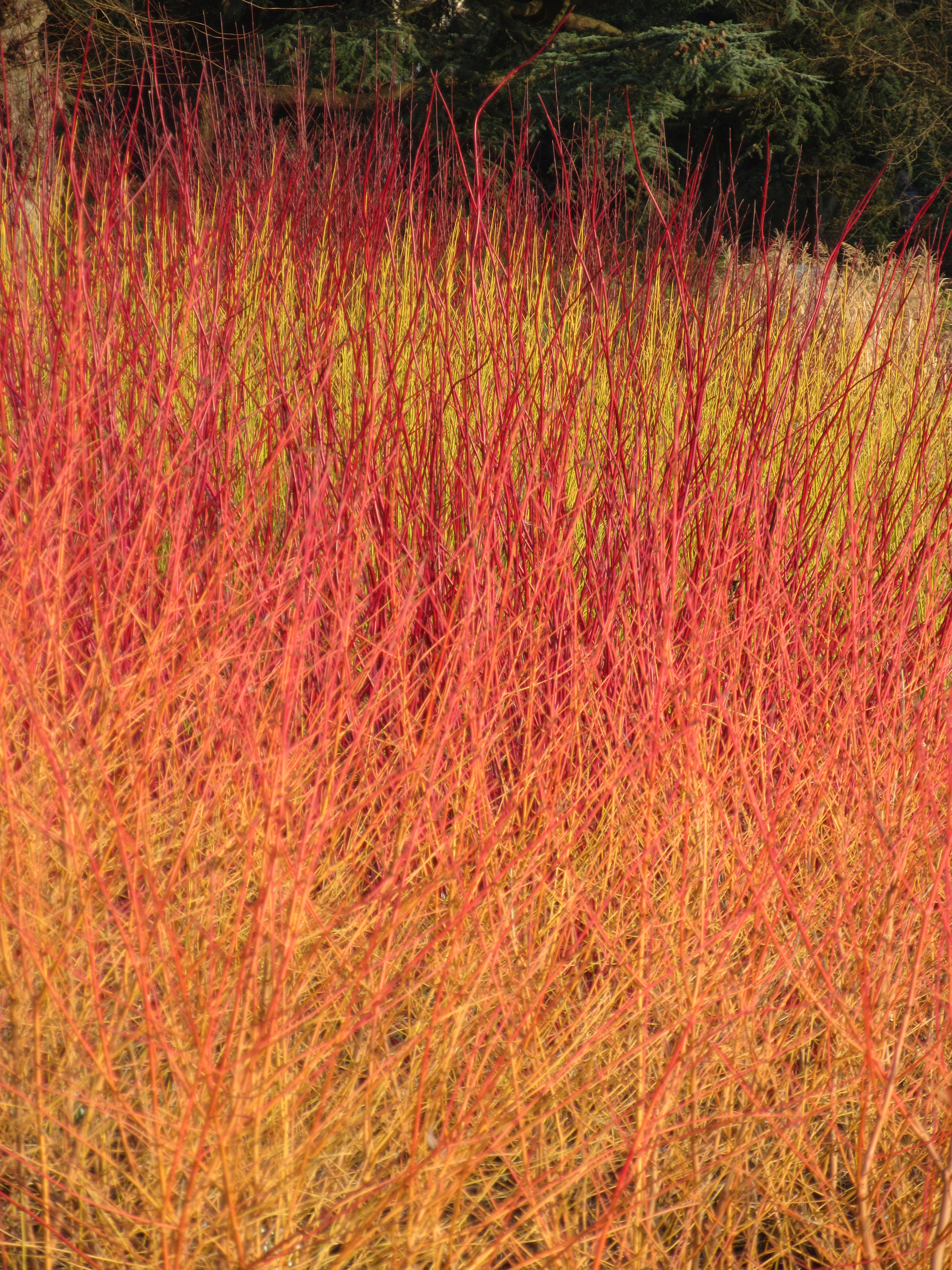 Cornus sanguinea 'Winter Beauty'